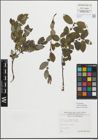 Foto von Salix myrsinifolia Salisb.